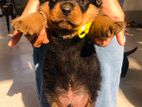 Rottweiler Puppies