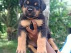 Rottweiler Puppies