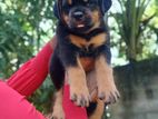 Rottweiler Puppies