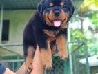 Rottweiler Puppies