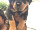 Rottweiler Puppies