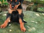 Rottweiler Puppies