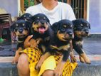 Rottweiler Puppies