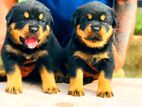 Rottweiler Puppies