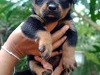 Rottweiler Puppies