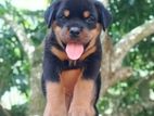 Rottweiler Puppies