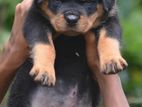 Rottweiler Puppies