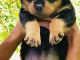 Rottweiler Puppies