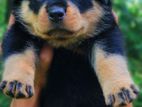 Rottweiler Puppies