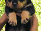 Rottweiler Puppies