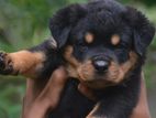 Rottweiler Puppies