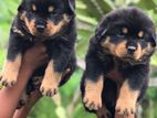 Rottweiler Puppies