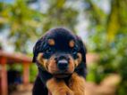 Rottweiler puppies