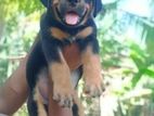 Rottweiler Puppies