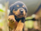 Rottweiler Puppies