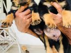 Rottweiler Puppies