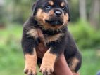 Rottweiler Puppies