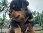 Rottweiler Puppies