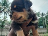 Rottweiler Puppies