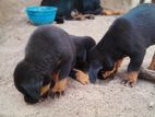 Rottweiler Puppies