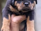 Rottweiler Puppies