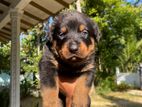 Rottweiler Puppies