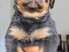 Rottweiler Puppies