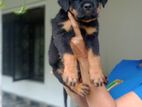 Rottweiler Puppies