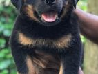 Rottweiler Puppies