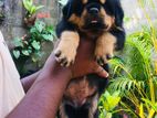 Rottweiler Puppies