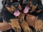 Rottweiler Puppies