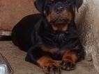 Rottweiler Puppies