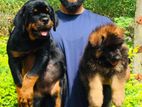 Rottweiler Puppies