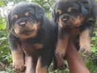 Rottweiler Puppies