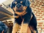 Rottweiler Puppies