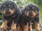 Rottweiler Puppies