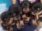 Rottweiler Puppies