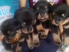 Rottweiler Puppies