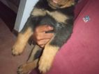Rottweiler Puppies