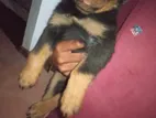 Rottweiler Puppies