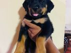 Rottweiler Puppies