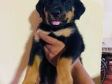 Rottweiler Puppies