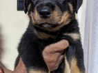 Rottweiler Puppies