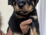 Rottweiler Puppies