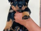 Rottweiler Puppies
