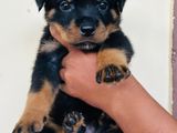 Rottweiler Puppies