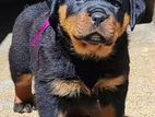 Rottweiler Puppies