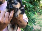 Rottweiler Puppies