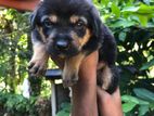 Rottweiler Puppies