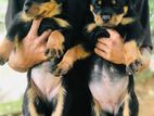 Rottweiler Puppies